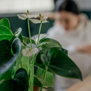 anthurium blanc