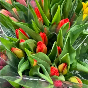 tulipe orange